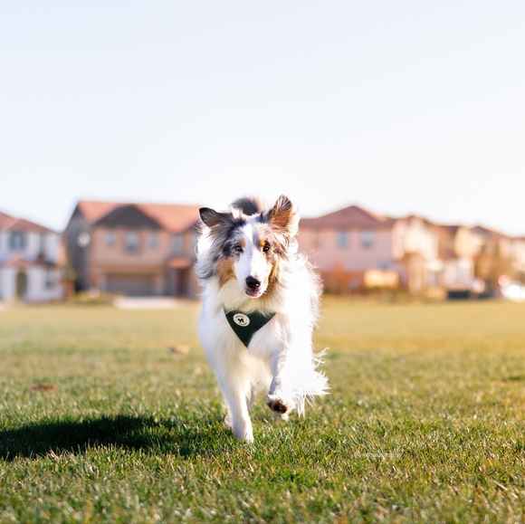Tessies Elegant Emerald Harness + Bow - Picture 3 of 7